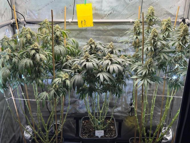 Chocolate Rainbow XXL  fem. Week 14