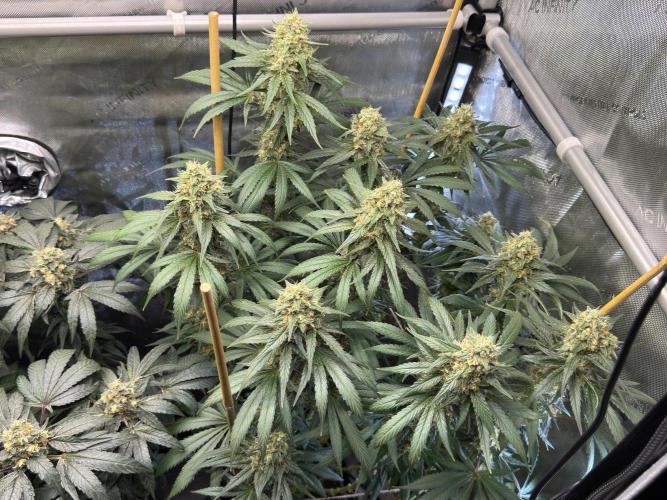 Chocolate Rainbow XXL  fem. Week 14