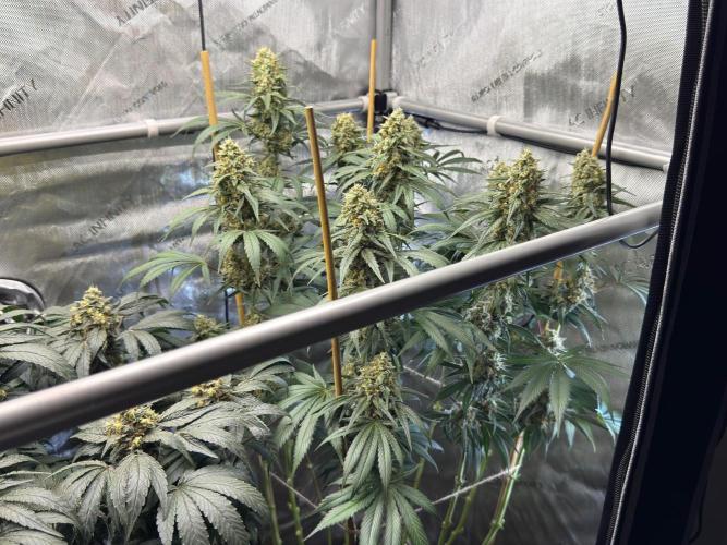 Chocolate Rainbow XXL  fem. Week 14