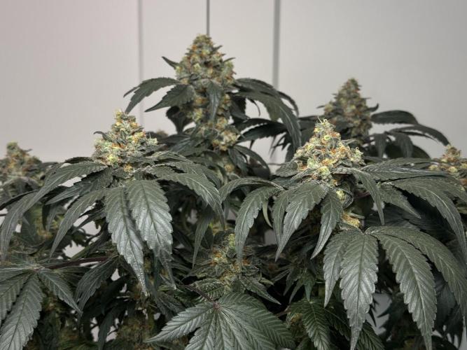 Garlic Gas ⛽️ fem - Sensi Seeds. Week 15 - GG #2 - flower day 67