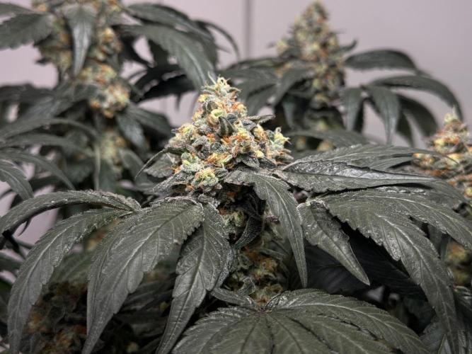 Garlic Gas ⛽️ fem - Sensi Seeds. Week 15 - GG #2 - flower day 67