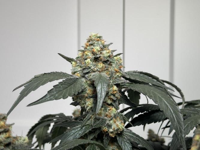 Garlic Gas ⛽️ fem - Sensi Seeds. Week 15 - GG #2 - flower day 67