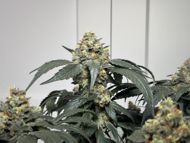 Garlic Gas ⛽️ fem - Sensi Seeds. Week 15 - GG #2 - flower day 67