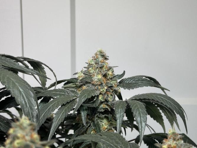 Garlic Gas ⛽️ fem - Sensi Seeds. Week 15 - GG #2 - flower day 67