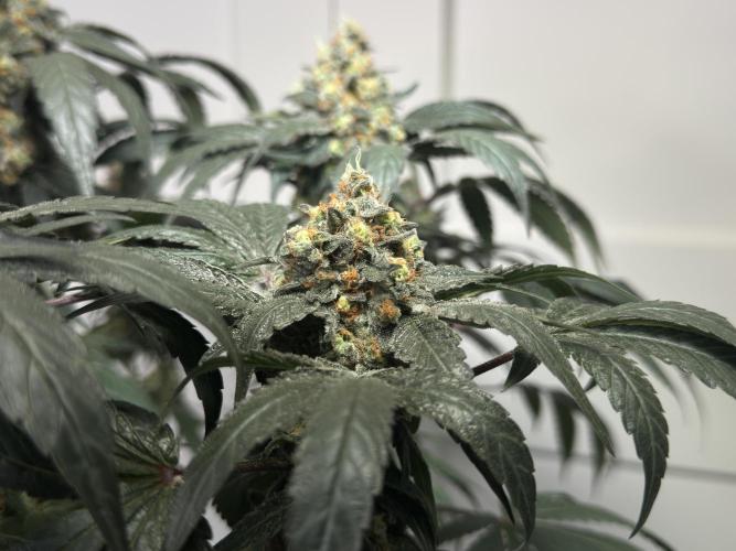 Garlic Gas ⛽️ fem - Sensi Seeds. Week 15 - GG #2 - flower day 67