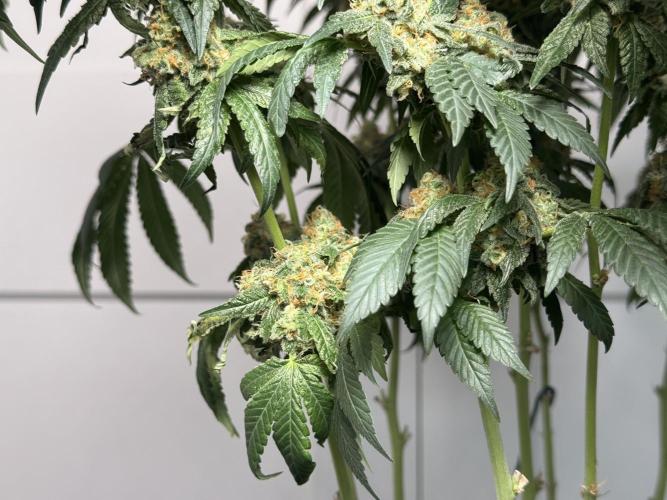 Garlic Gas ⛽️ fem - Sensi Seeds. Week 15 - GG #2 - flower day 67