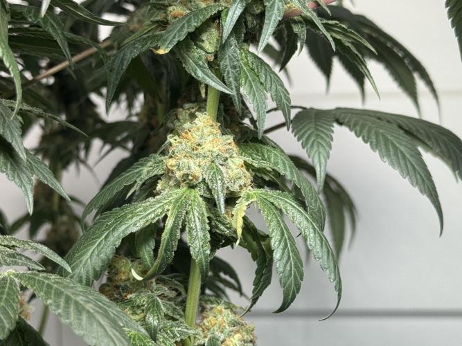 Garlic Gas ⛽️ fem - Sensi Seeds. Week 15 - GG #2 - flower day 67