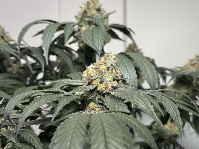 Garlic Gas ⛽️ fem - Sensi Seeds. Week 15 - GG #2 - flower day 67