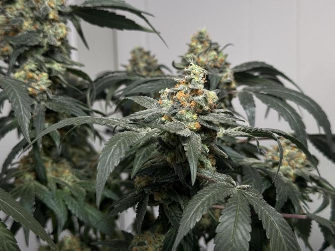 Garlic Gas ⛽️ fem - Sensi Seeds. Week 15 - Garlic Gas #2 - flower day 67