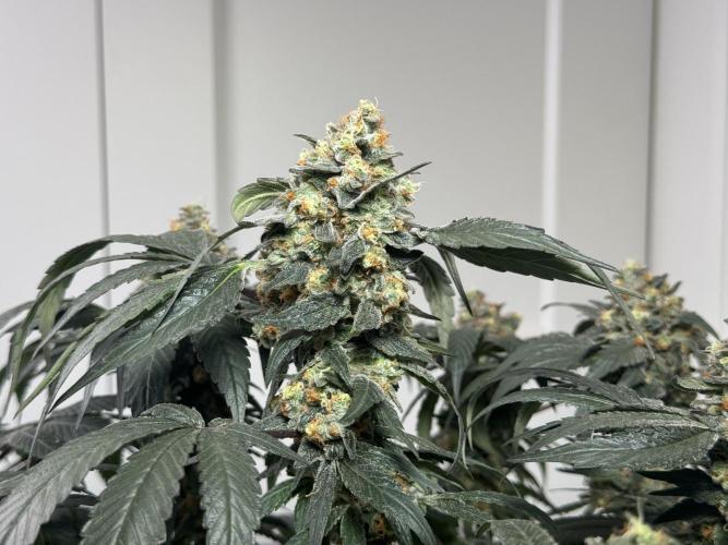 Garlic Gas ⛽️ fem - Sensi Seeds. Week 15 - GG #2 - flower day 67