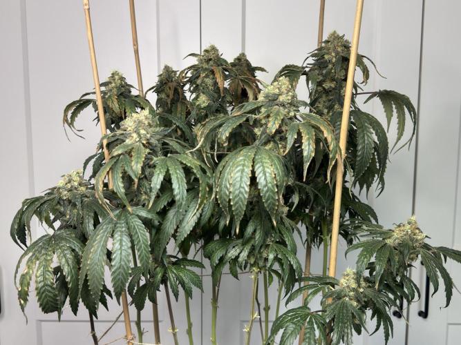 Garlic Gas ⛽️ fem - Sensi Seeds. Week 15 - Garlic Gas #3 - flower day 67
