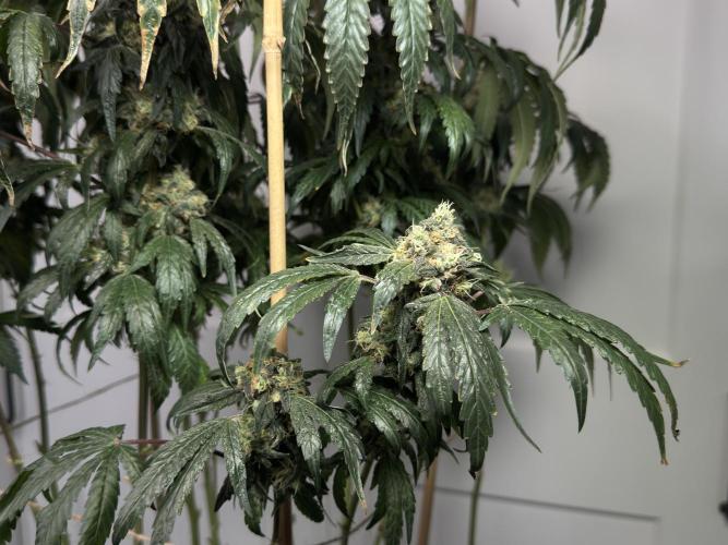 Garlic Gas ⛽️ fem - Sensi Seeds. Week 15 - GG #3 - flower day 67