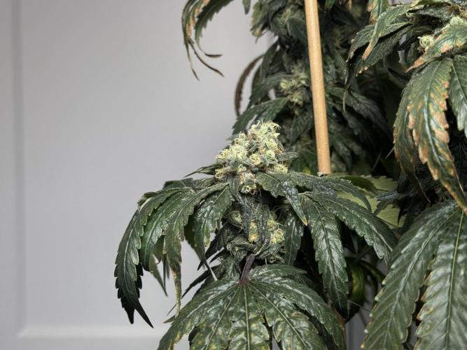 Garlic Gas ⛽️ fem - Sensi Seeds. Week 15 - GG #3 - flower day 67