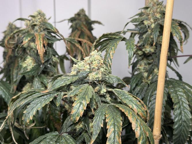 Garlic Gas ⛽️ fem - Sensi Seeds. Week 15 - GG #3 - flower day 67