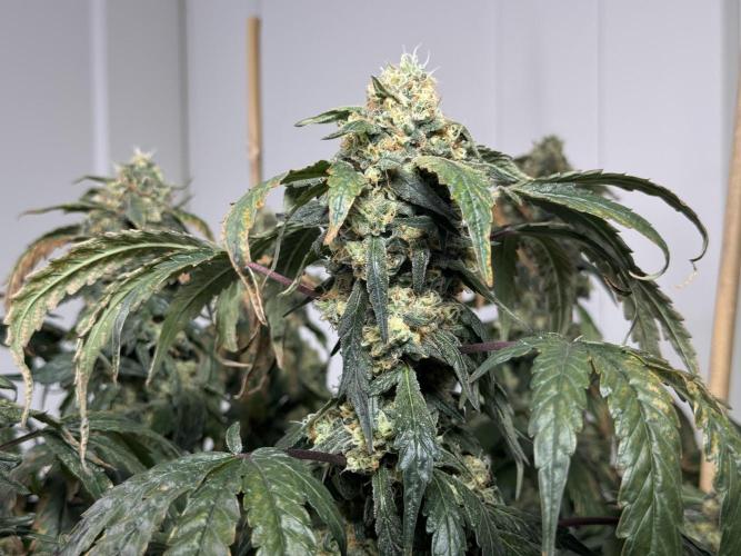 Garlic Gas ⛽️ fem - Sensi Seeds. Week 15 - GG #3 - flower day 67