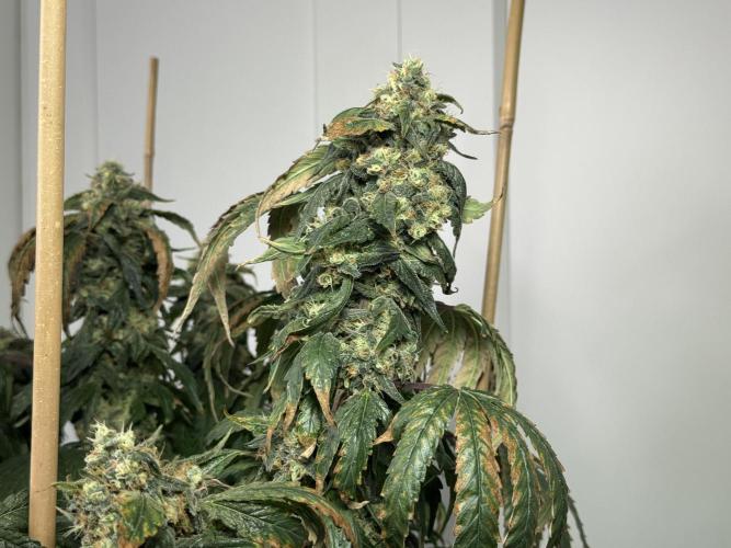 Garlic Gas ⛽️ fem - Sensi Seeds. Week 15 - GG #3 - flower day 67