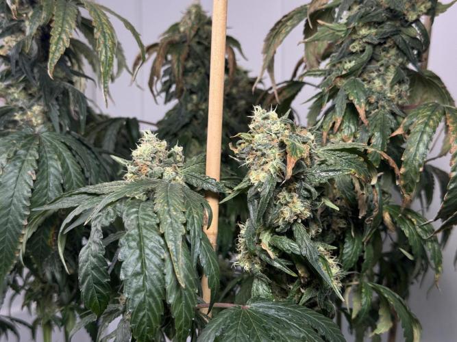 Garlic Gas ⛽️ fem - Sensi Seeds. Week 15 - GG #3 - flower day 67