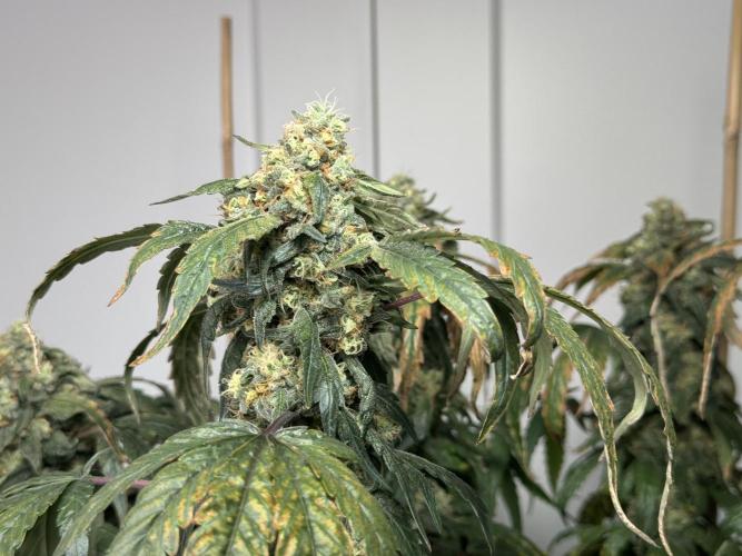 Garlic Gas ⛽️ fem - Sensi Seeds. Week 15 - GG #3 - flower day 67