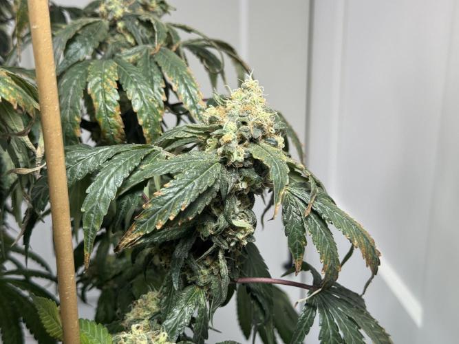 Garlic Gas ⛽️ fem - Sensi Seeds. Week 15 - GG #3 - flower day 67