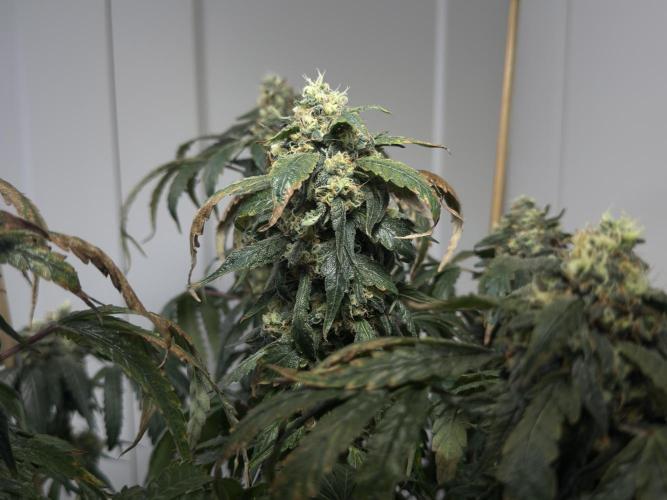 Garlic Gas ⛽️ fem - Sensi Seeds. Week 15 - GG #3 - flower day 67