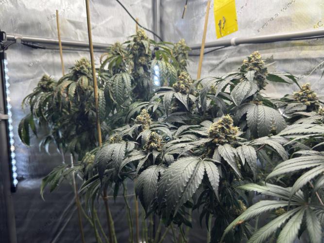 Garlic Gas ⛽️ fem - Sensi Seeds. Week 15 - GG #3 - flower day 67