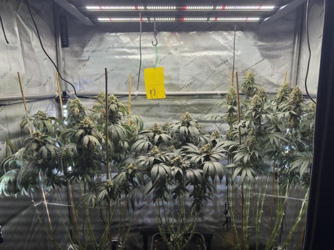 Garlic Gas ⛽️ fem - Sensi Seeds. Week 15 - GG #3 / GG #2 / Chocolate Rainbow XXL - flower day 67