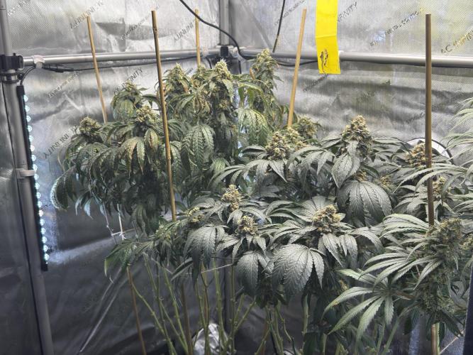 Garlic Gas ⛽️ fem - Sensi Seeds. Week 15 - GG #3 / GG #2 - flower day 67