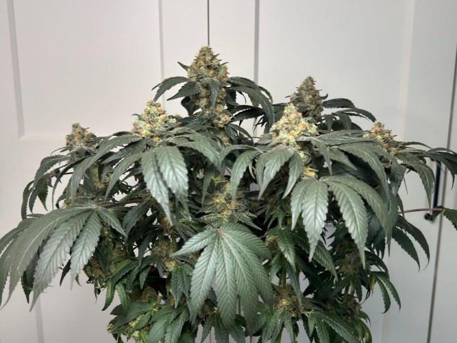 Garlic Gas. Week 15