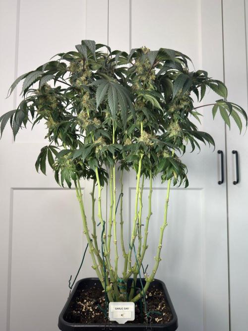 Garlic Gas. Week 15