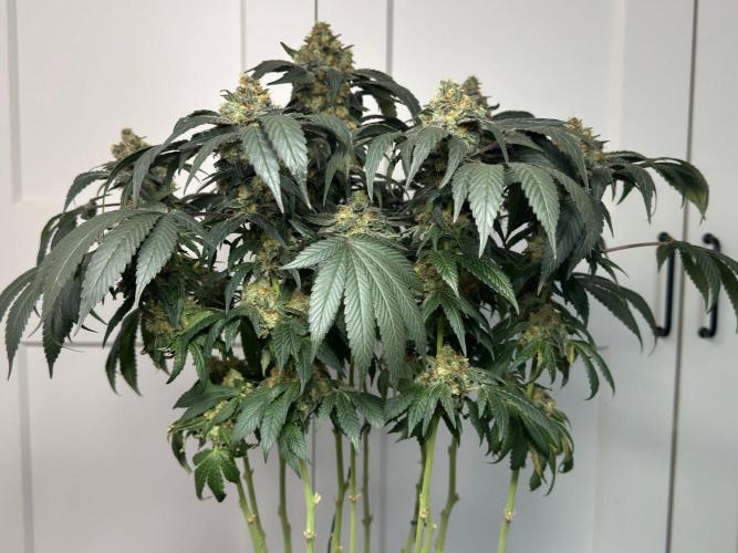 Garlic Gas ⛽️ fem - Sensi Seeds. Week 15 - GG #2 - FD 67