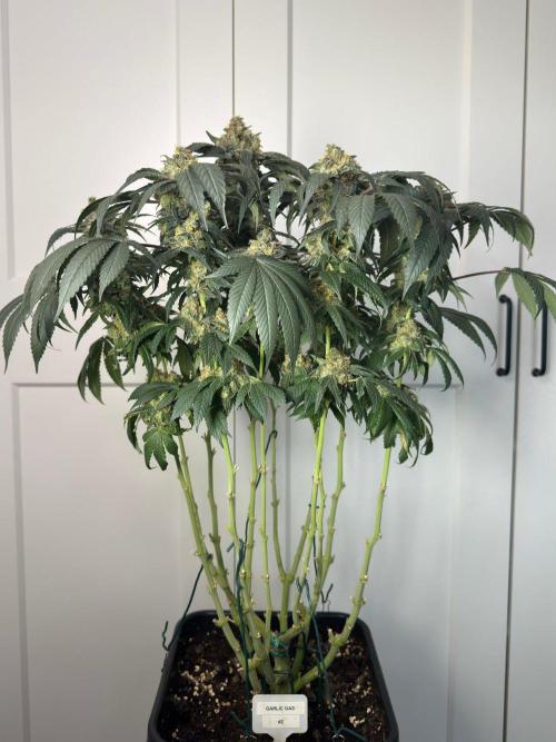 Garlic Gas. Week 15