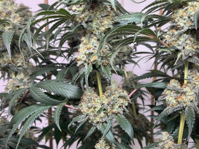 Chocolate Rainbow XXL  fem. Week 15