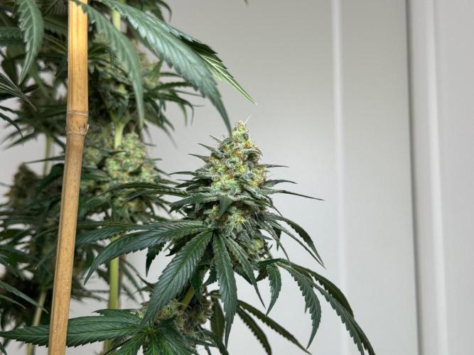 Chocolate Rainbow XXL  fem. Week 15