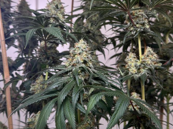 Chocolate Rainbow XXL  fem. Week 15