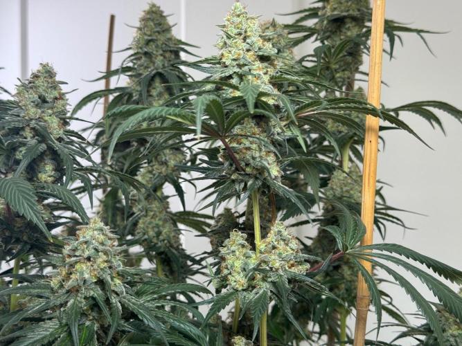Chocolate Rainbow XXL  fem. Week 15