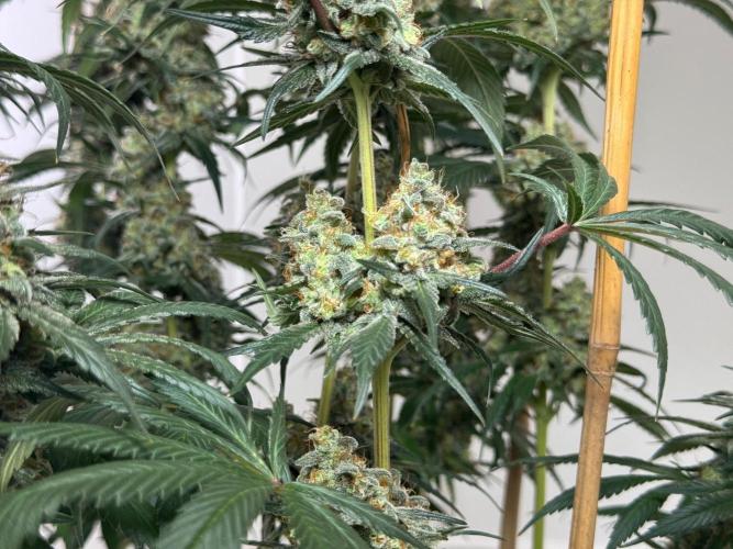 Chocolate Rainbow XXL  fem. Week 15