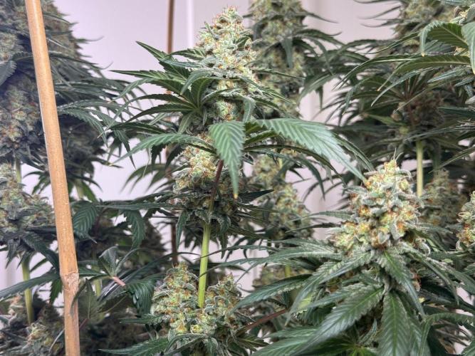 Chocolate Rainbow XXL  fem. Week 15