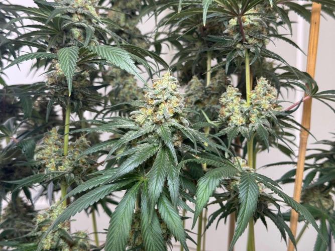 Chocolate Rainbow XXL  fem. Week 15