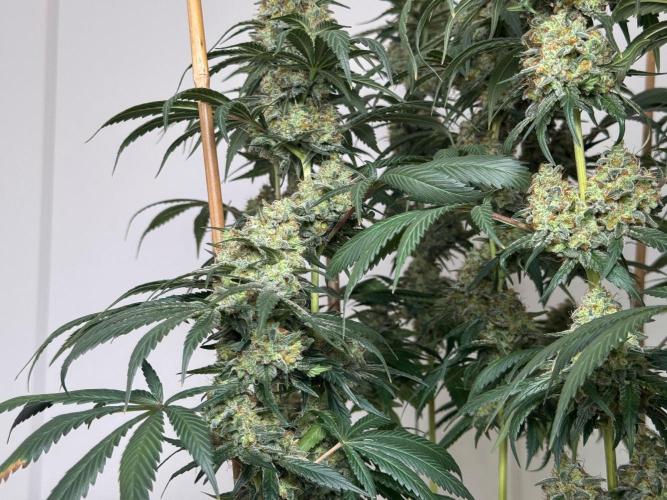 Chocolate Rainbow XXL  fem. Week 15