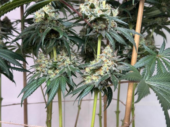Chocolate Rainbow XXL  fem. Week 15