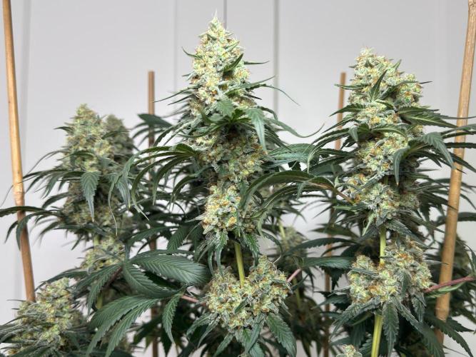 Chocolate Rainbow XXL  fem. Week 15
