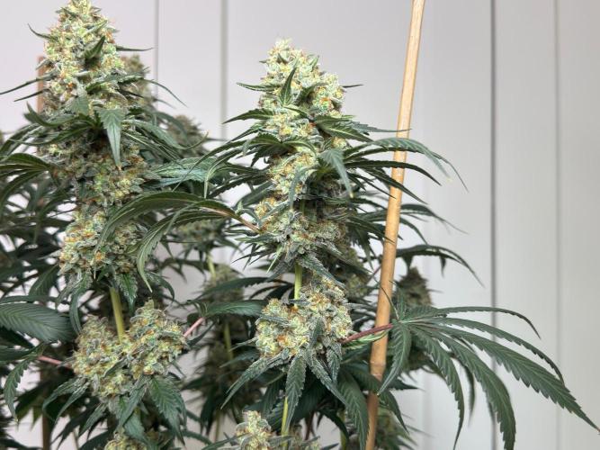 Chocolate Rainbow XXL  fem. Week 15
