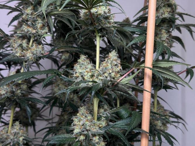 Chocolate Rainbow XXL  fem. Week 15