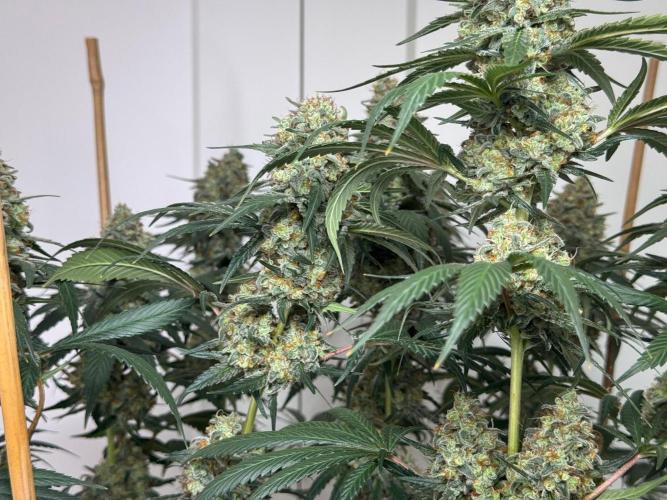 Chocolate Rainbow XXL  fem. Week 15 - right side 