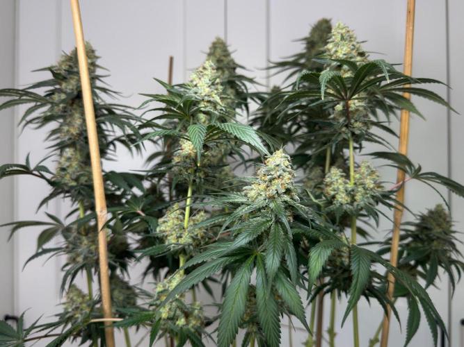 Chocolate Rainbow XXL  fem. Week 15