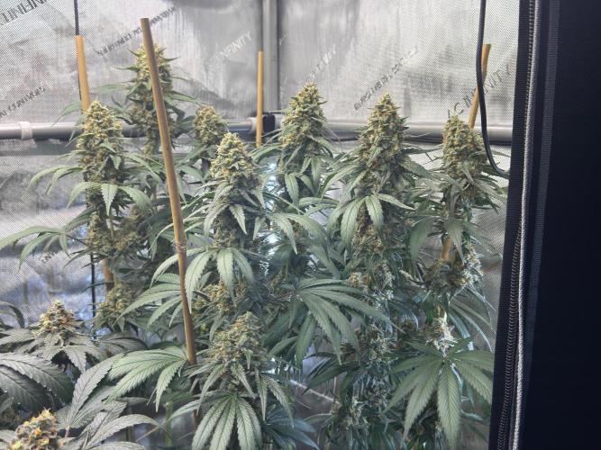 Chocolate Rainbow XXL  fem. Week 15