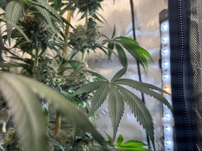 Chocolate Rainbow XXL  fem. Week 15
