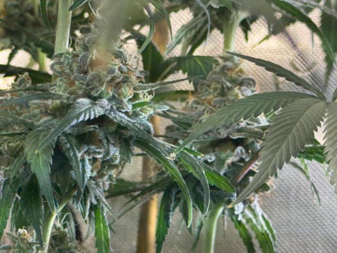 Chocolate Rainbow XXL  fem. Week 15