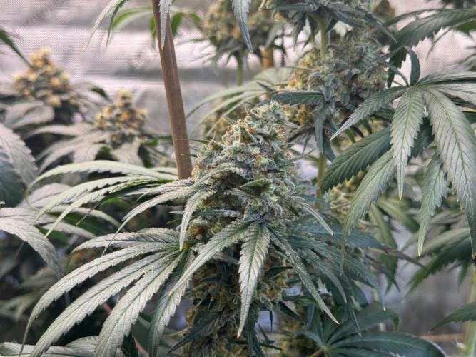Chocolate Rainbow XXL  fem. Week 15