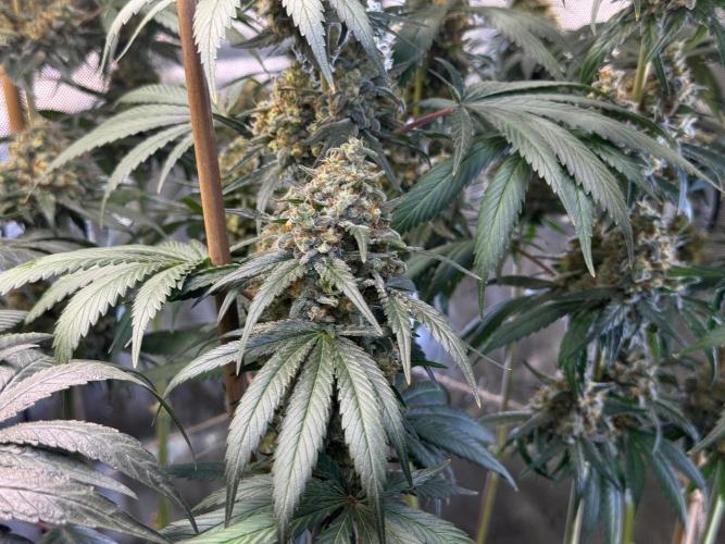 Chocolate Rainbow XXL  fem. Week 15